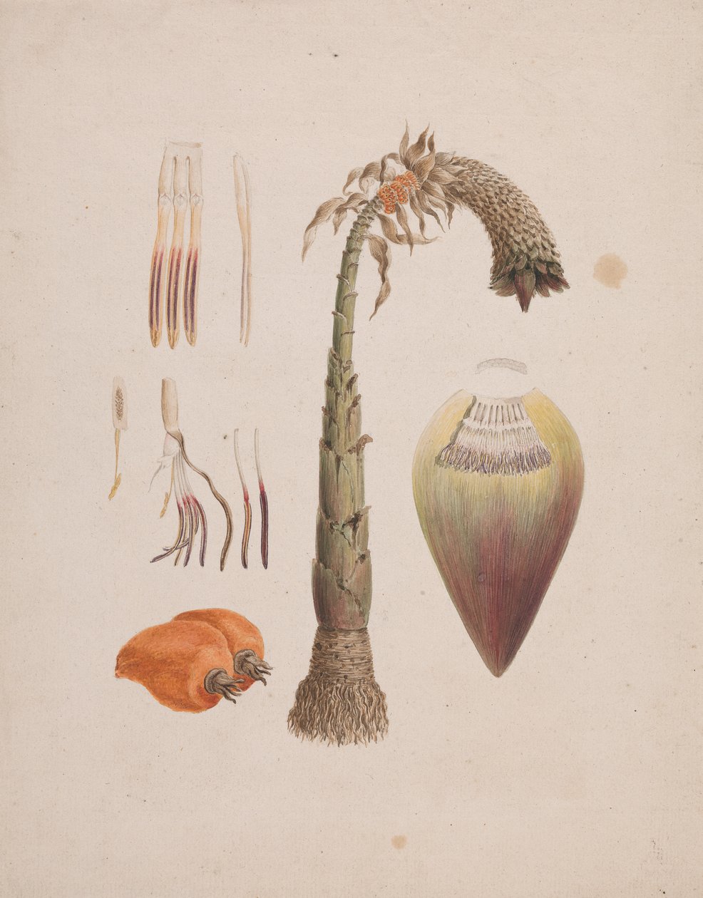 Ensete ventricosum (Welw.) Cheesman (Banana Selvagem Africana): desenho acabado de Luigi Balugani