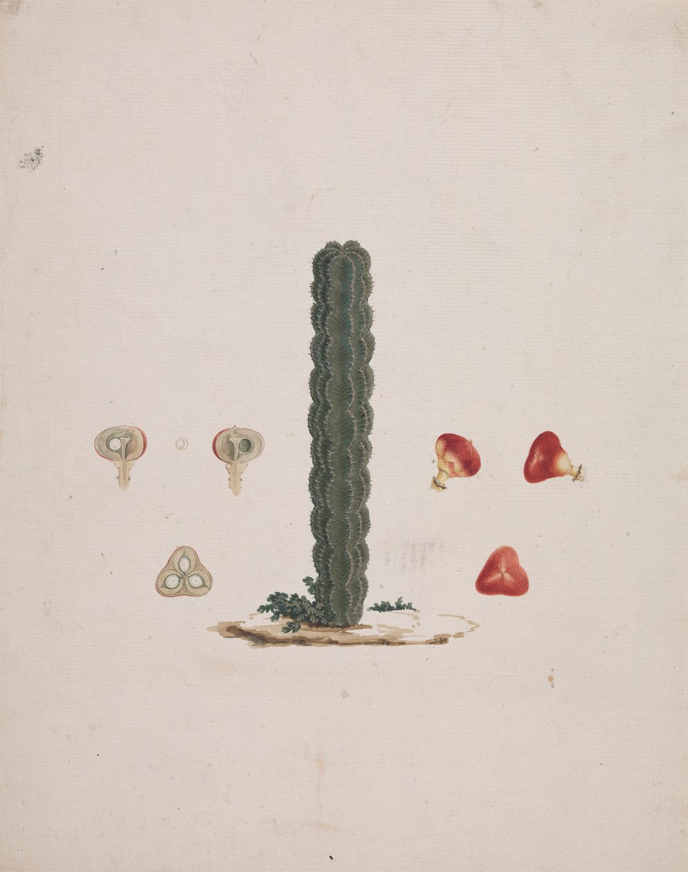 Euphorbia abyssinica J.F. Gmel. (Ethiopian Tree-Spurge): desenho acabado de tronco único, com detalhes de frutos inteiros e dissecados de Luigi Balugani