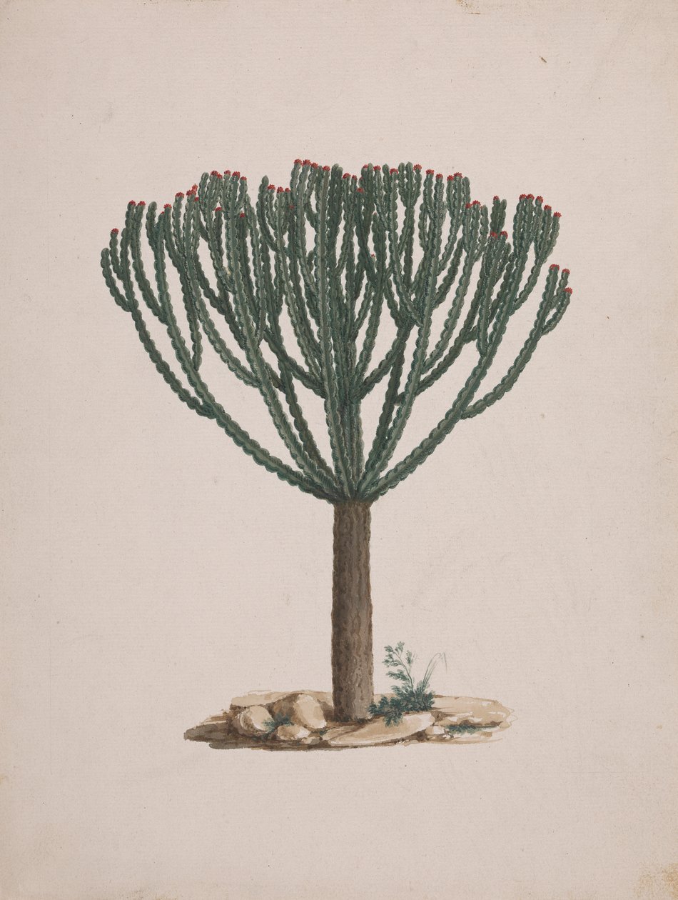 Euphorbia abyssinica J.F. Gmel. (Ethiopian Tree-Spurge): desenho acabado do hábito da árvore de Luigi Balugani
