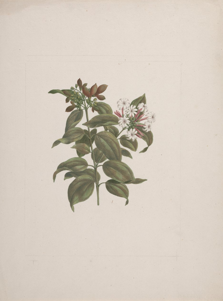 Jasminum dichotomun Vahl (jasmim africano): desenho acabado de Luigi Balugani