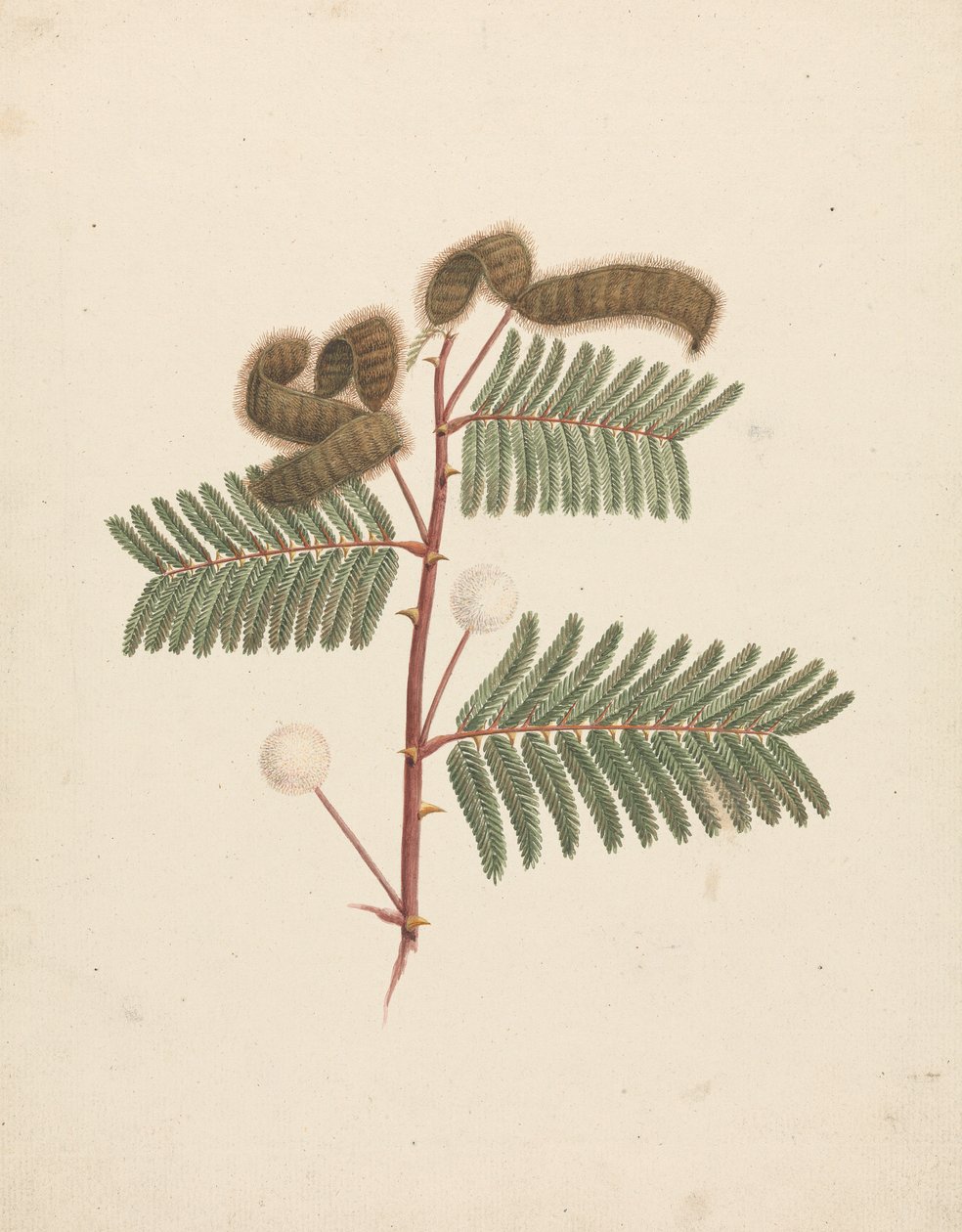 Mimosa pigra (L.): desenho acabado de Luigi Balugani
