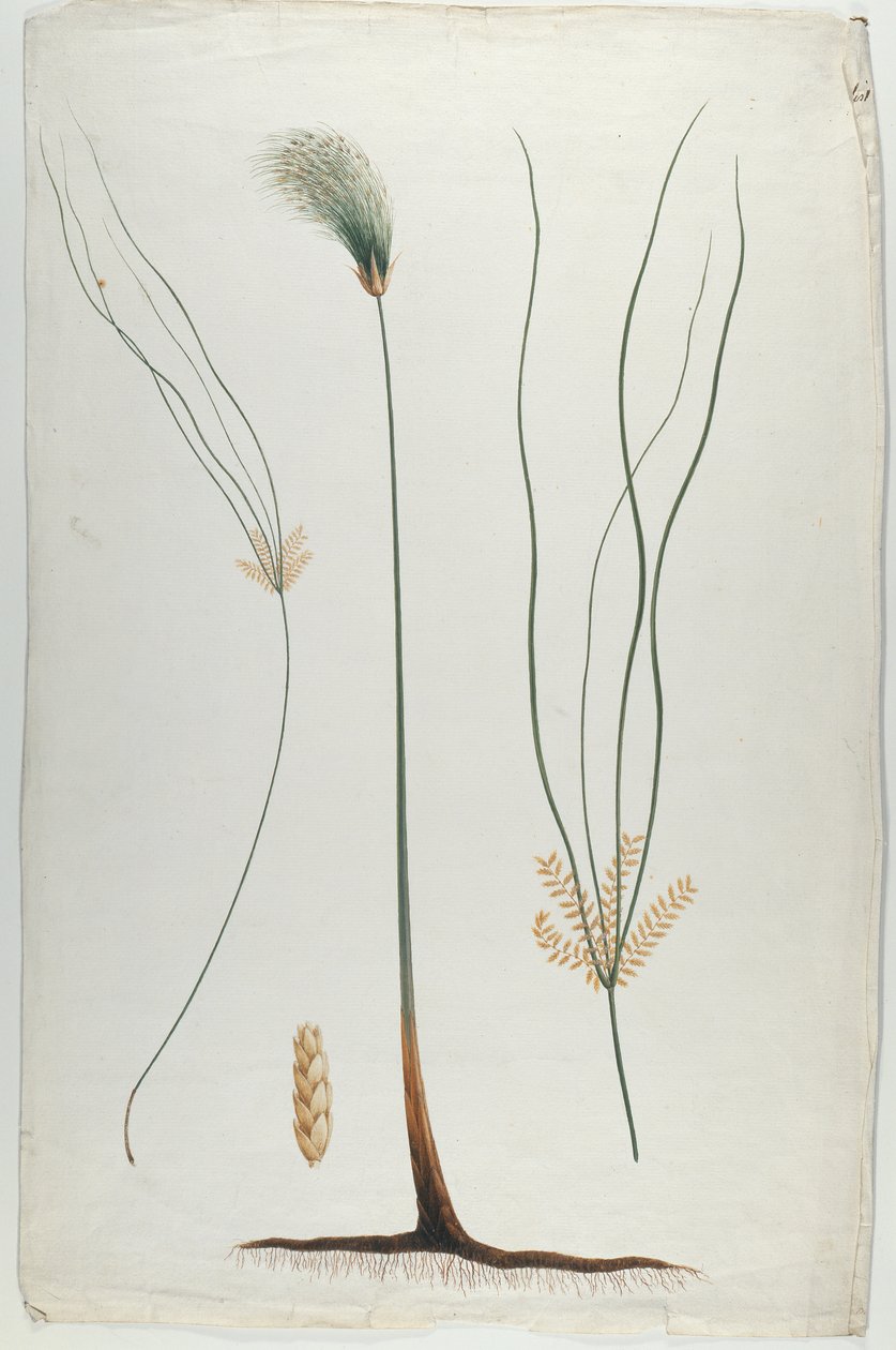Papiro (Planta e Detalhe da Raiz), depois de James Abyssinian Bruce (1730-94) (wc sobre grafite sobre papel) de Luigi Balugani