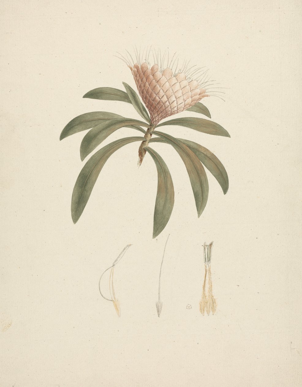 Protea gaguedi J.F. Gmel. (Protea): desenho acabado com detalhes florais de Luigi Balugani