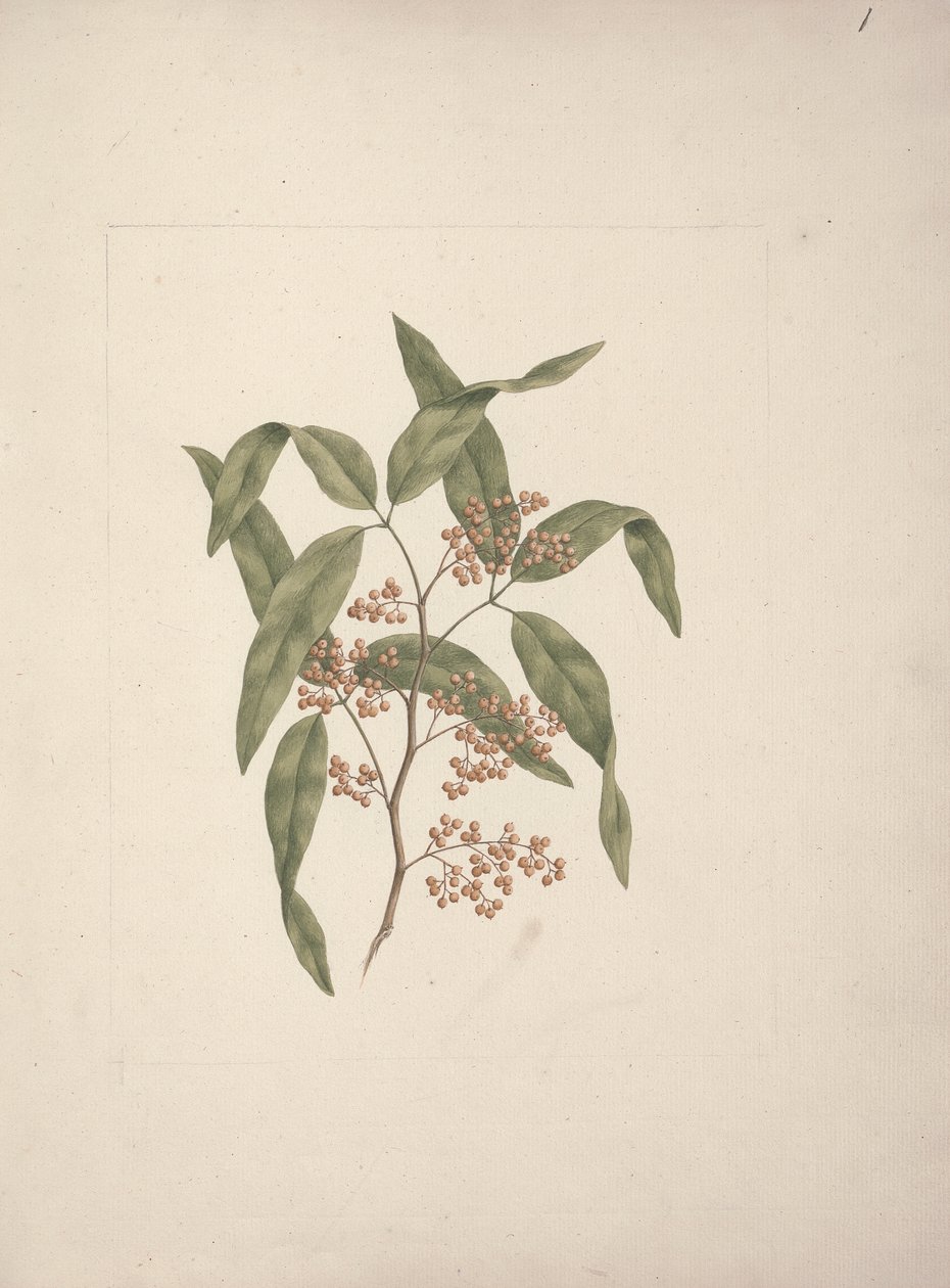 Rhus ? retinorrhoea Oliver: desenho acabado de Luigi Balugani
