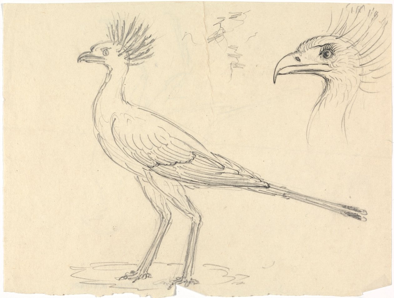 Secretário Bird de Luigi Balugani