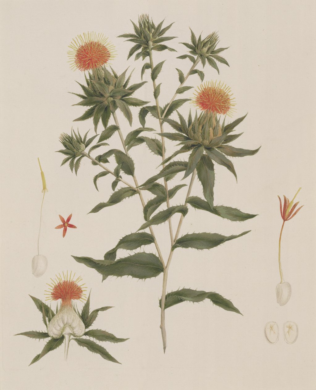 Sussa (Folhas, Flores e Detalhes) anteriormente atribuída a James Bruce (1730-94) (wc sobre grafite sobre papel) de Luigi Balugani