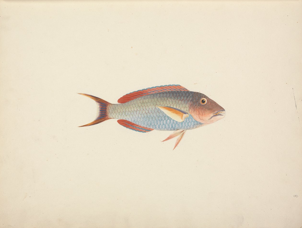 Peixes não identificados de Luigi Balugani