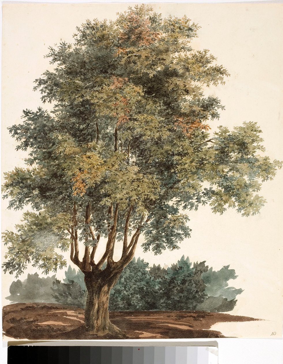 Árvore (Aquarela, cerca de 1825) de Luigi Garibbo