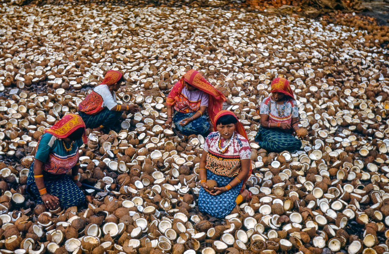 Indígenas do arquipélago de Mulatas, nas Ilhas San Blas, quebram cocos para obter copra... de Luis Marden