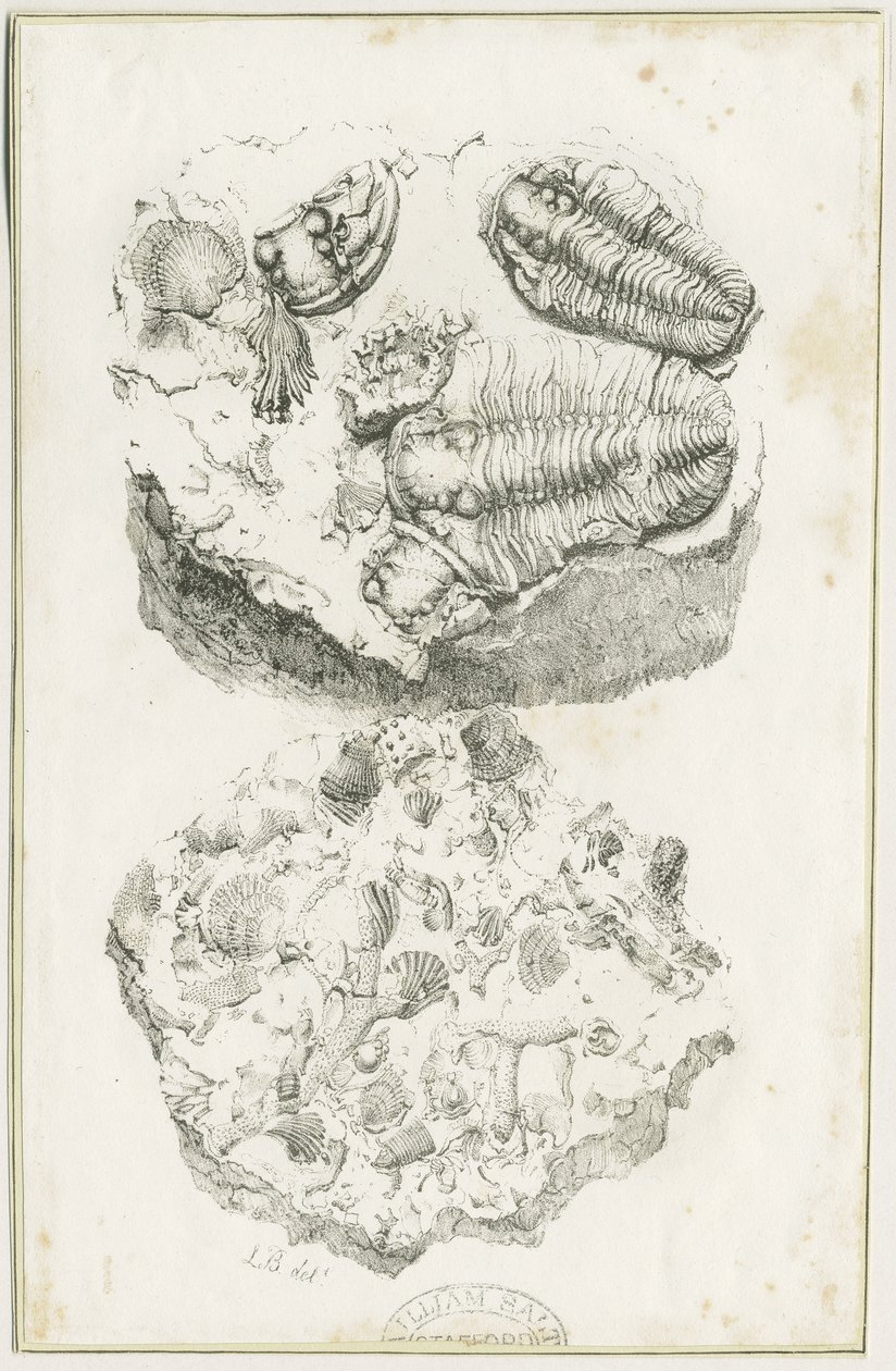 Dudley - Fósseis: litografia, nd [c 1825] (imprimir) de Luke Booker