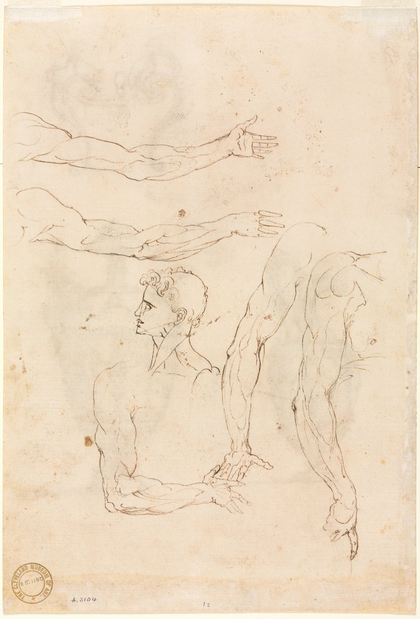 Esboços de cinco braços e um verso de cabeça, meados dos anos 1500. de Luzio Romano