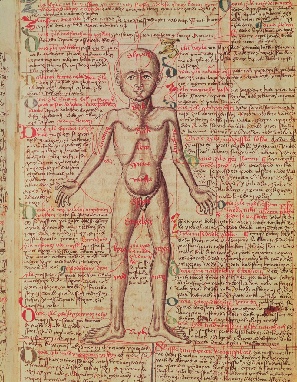 Anatomia do corpo humano, do &39;Tractatus de Pestilencia&39; de M, Albik