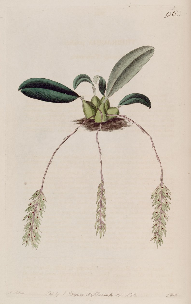 Ilustração do pêndulo Bulbophyllum (como syn. Tribrachia pendula) de M. Hart