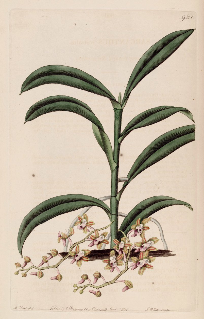 Ilustração de Cleisostoma recurvum (como syn. Sarcanthus rostratus) de M. Hart