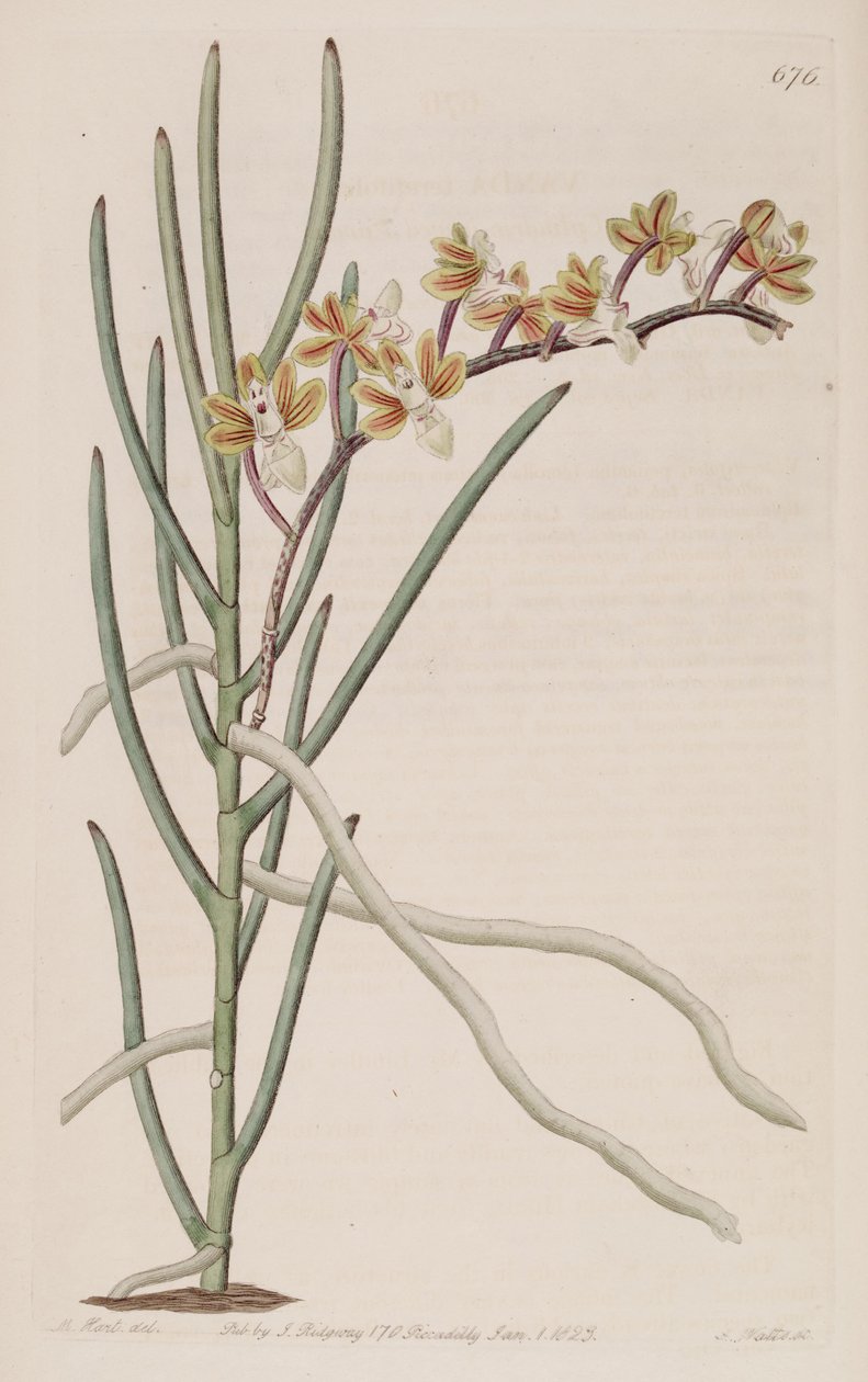 Illustration of Cleisostoma simondii (as syn. Vanda teretifolia) de M. Hart