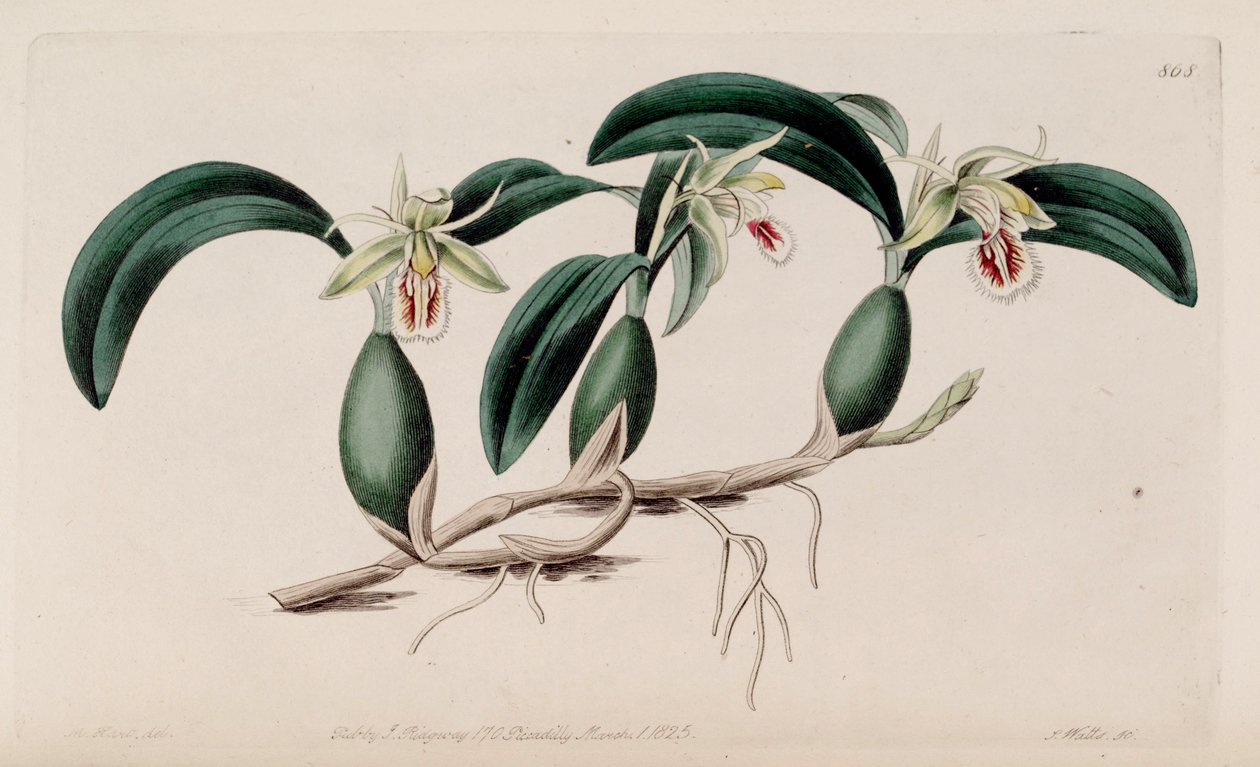 Ilustração, de, Coelogyne, fimbriata de M. Hart