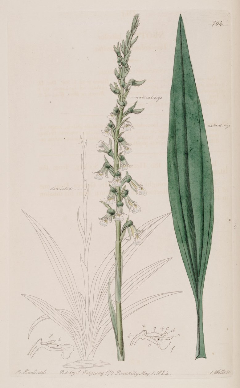 Ilustração de Cyclopogon bicolor (syn. Neottia bicolor) de M. Hart
