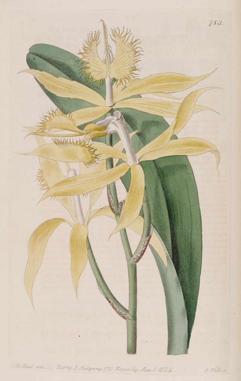 Ilustração de Epidendrum ciliare (como syn Epidendrum cuspidatum) de M. Hart