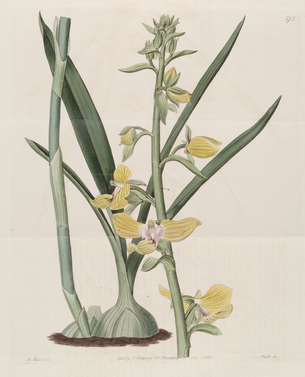Ilustração de Eulophia speciosa (como Lissochilus speciosus) de M. Hart