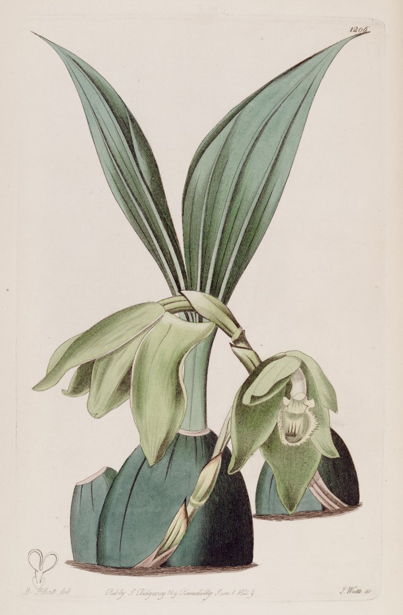 Ilustração de Ida ciliata (como syn. Maxillaria ciliata) de M. Hart