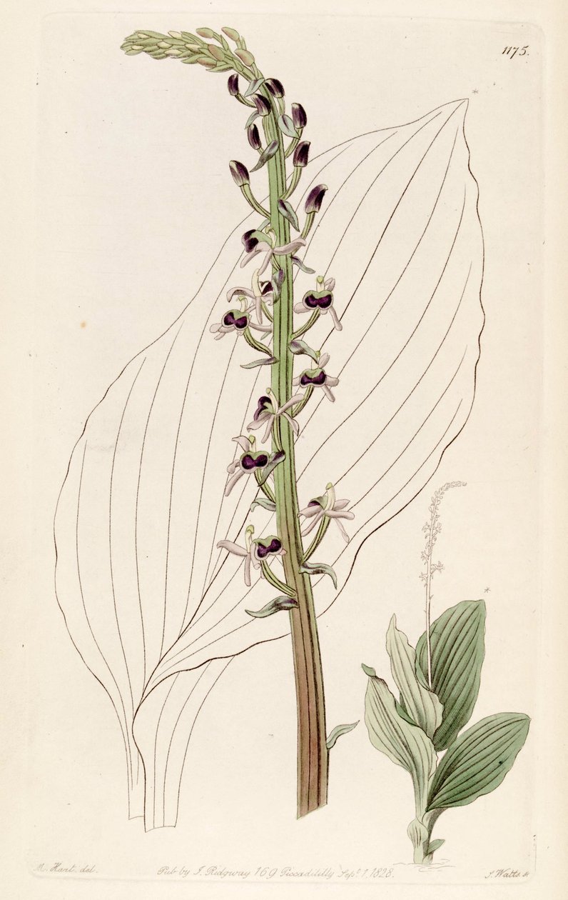 Ilustração de Liparis nervosa ssp. nervosa (como syn. Liparis elata) de M. Hart