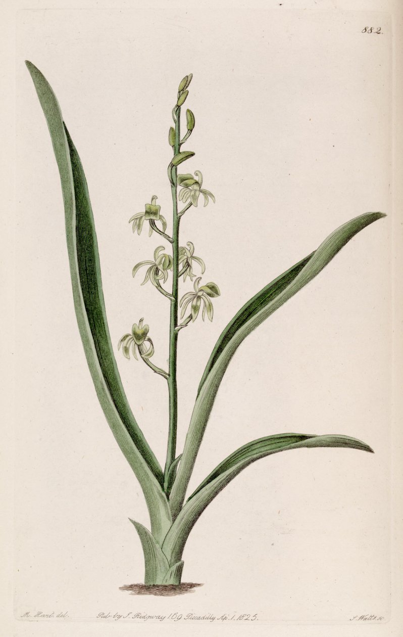 Ilustração de Liparis reflexa (Liparis liparis syn.) de M. Hart