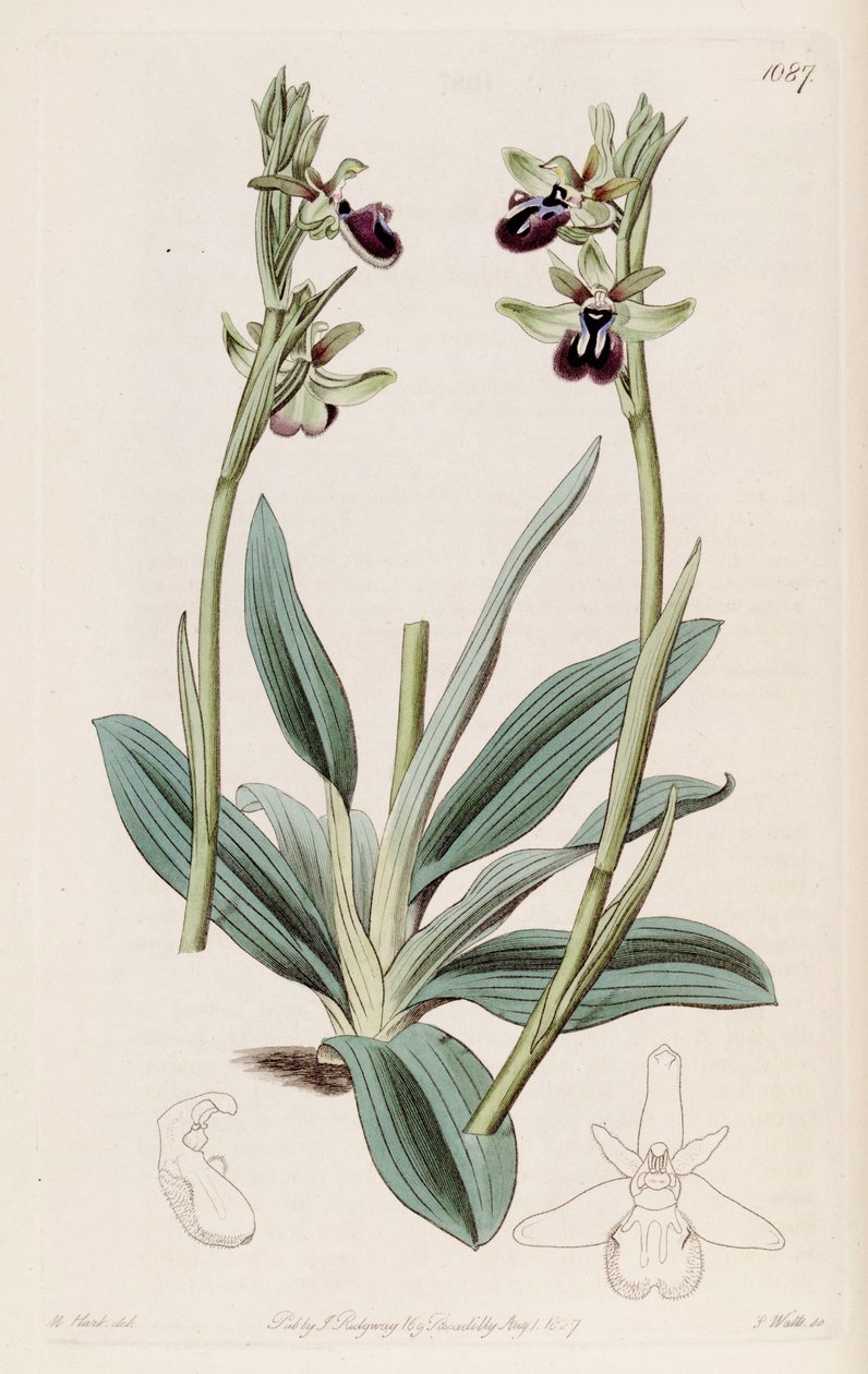 Ilustração de Ophrys sphegodes subsp. atrata (como syn. Ophrys atrata) de M. Hart