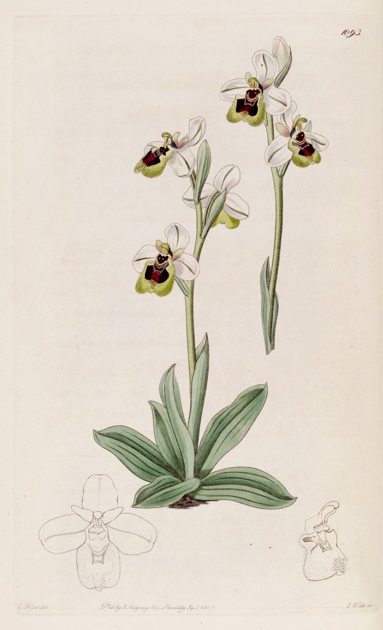 Ilustração de Ophrys tenthredinifera de M. Hart