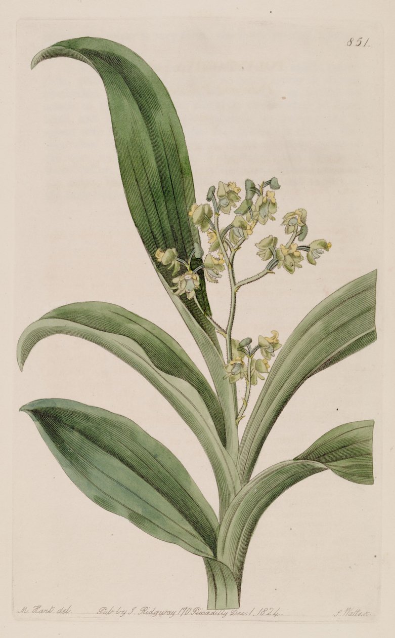 Ilustração, Polystachya, puberula de M. Hart