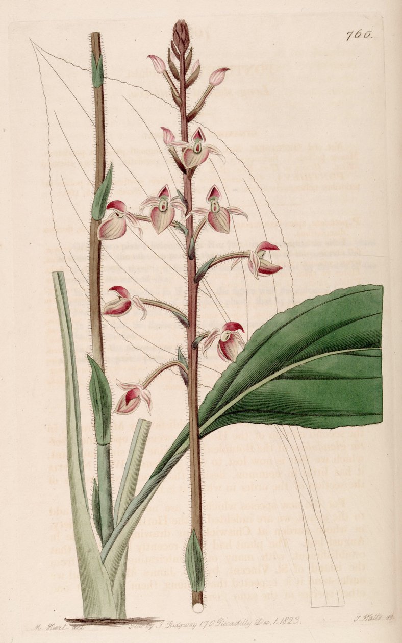 Ilustração, de, ponthieva, petiolata de M. Hart