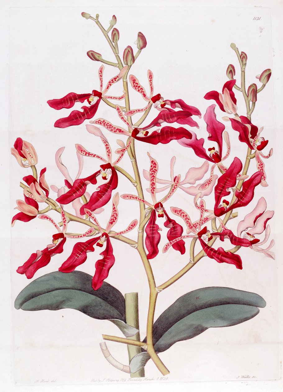 Ilustração, de, renanthera, coccinea de M. Hart