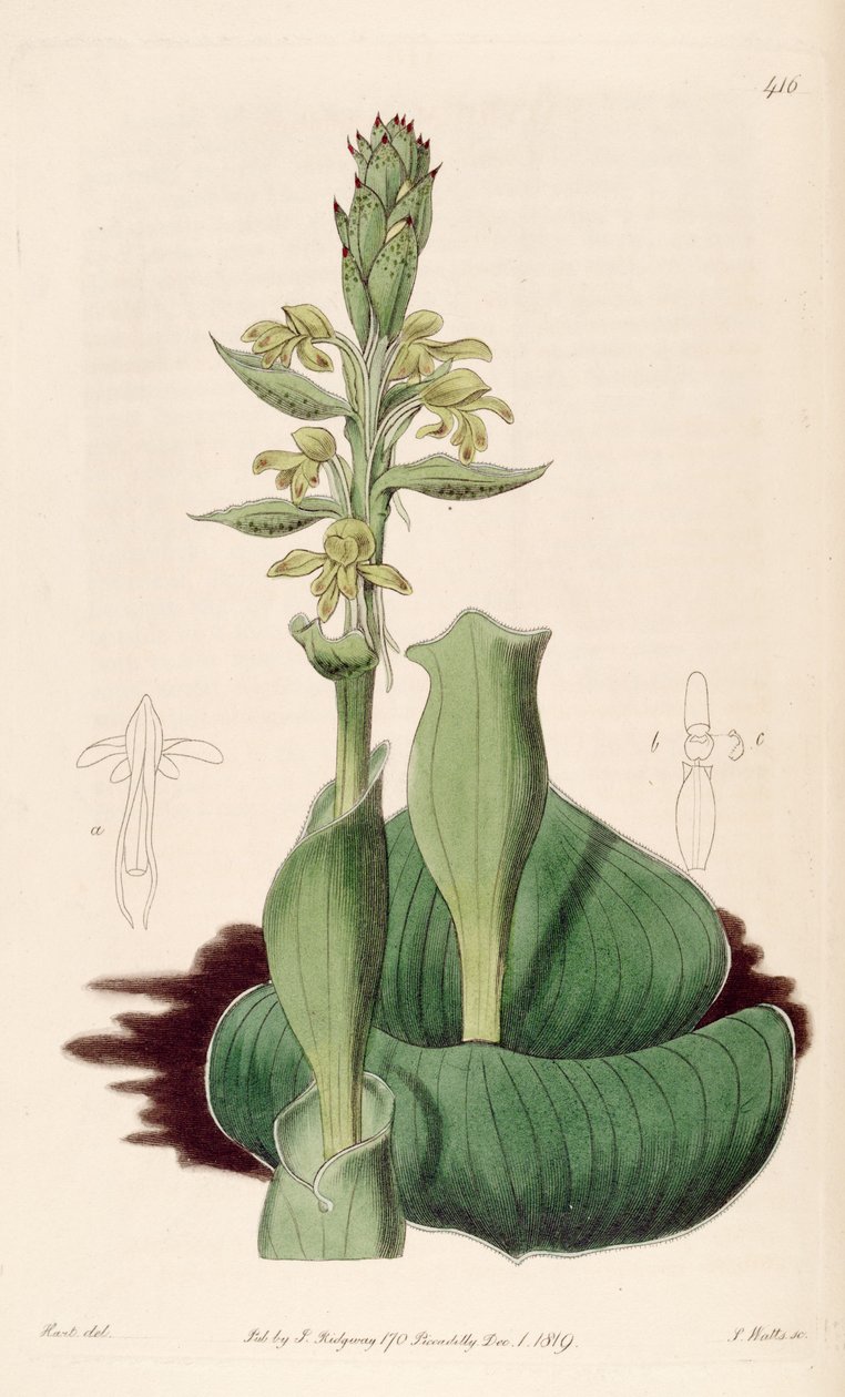 Ilustração de Satyrium bicome (syn. Satyrium cuculiate) de M. Hart