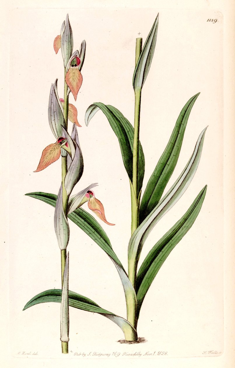 Ilustração de Cordigera Serapias de M. Hart