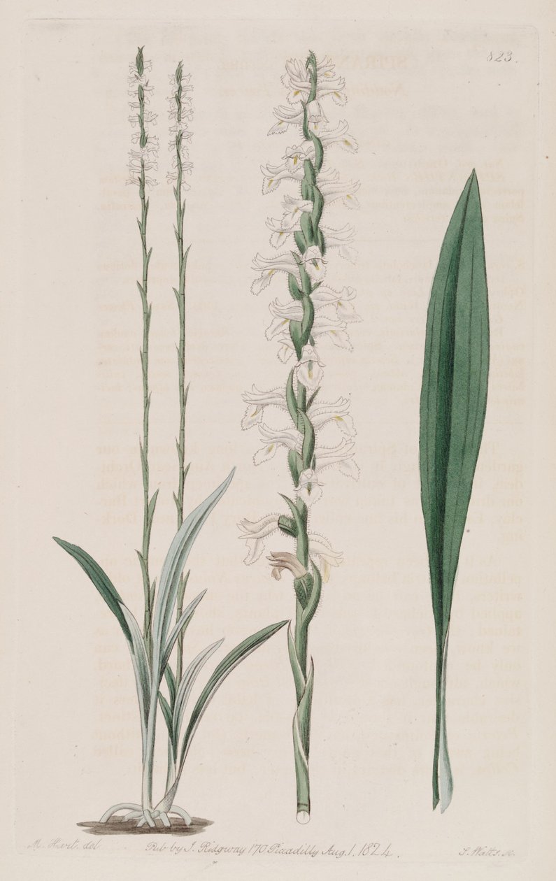 Ilustração de Spiranthes cernua de M. Hart