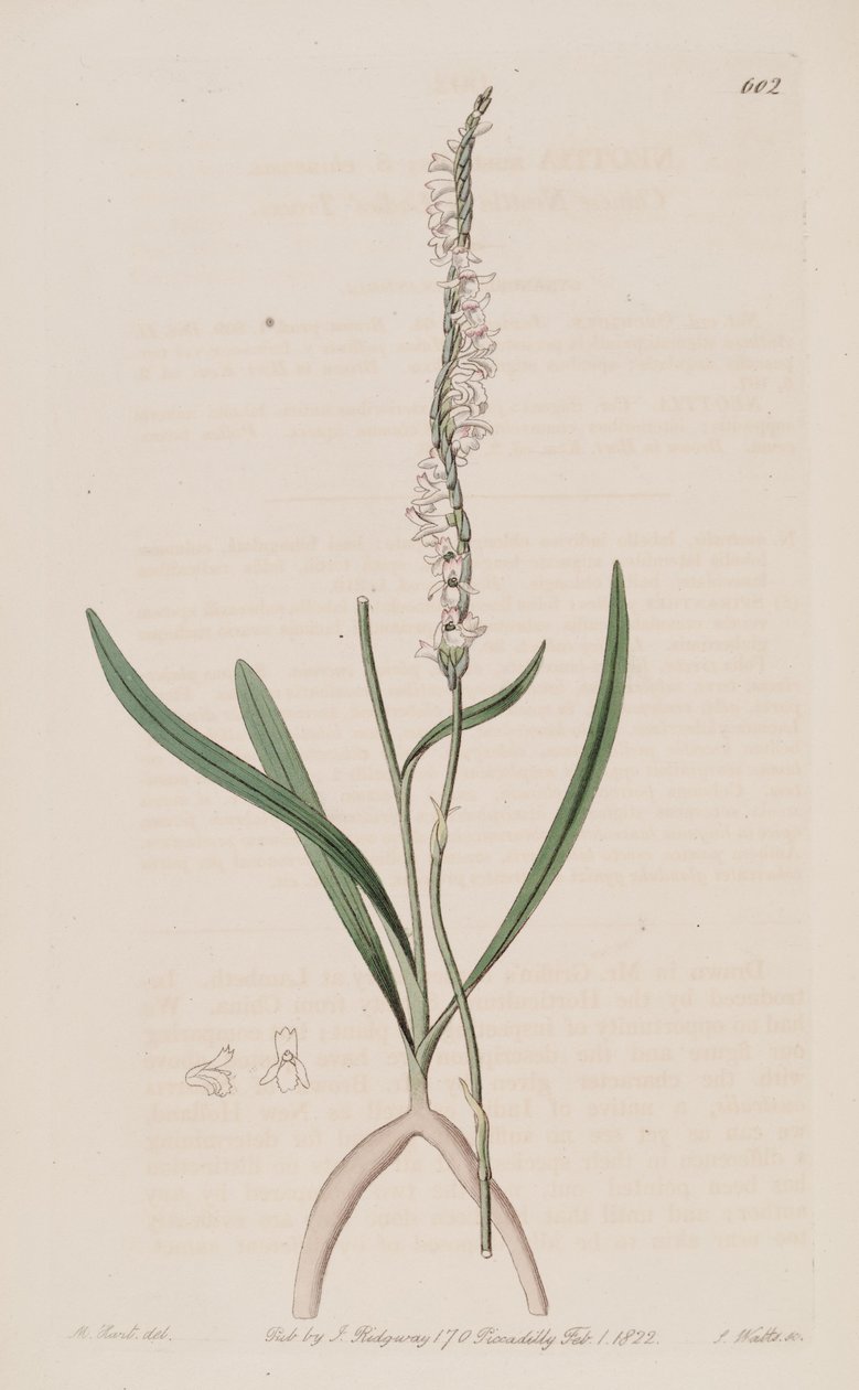 Ilustração de Spiranthes sinensis (como Neottia australis syn.) de M. Hart