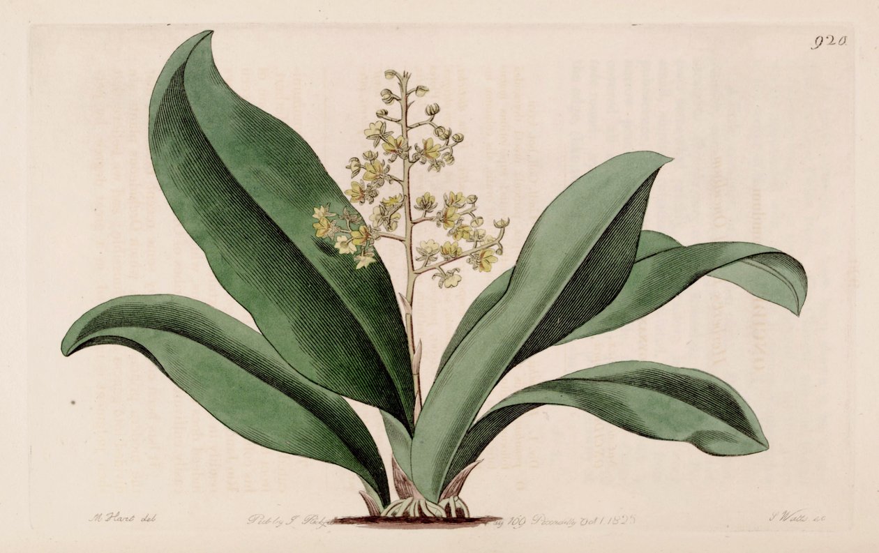 Ilustração de Trichocentrum pumilum (como syn. Oncidium pumilum) de M. Hart
