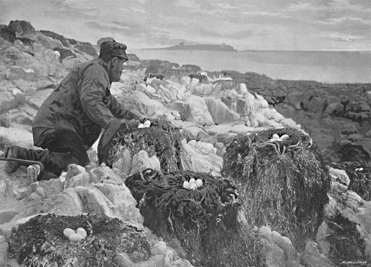 Ninhos de corvos-marinhos, Ilhas Farne, c1896 de M. Aunty
