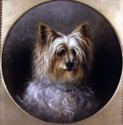 Estudo principal de um Yorkshire terrier de M. Cocker