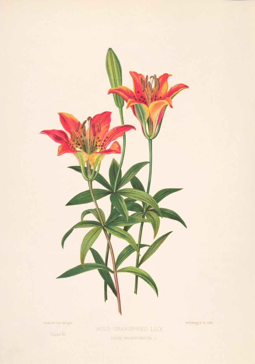 arte Epimachus de M. Hart