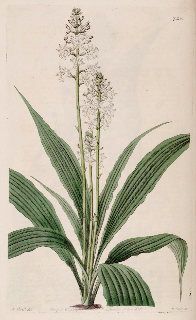 Ilustração de Calanthe triplicata (como sin. Calanthe veratrifolia) (planta) de M. Hart