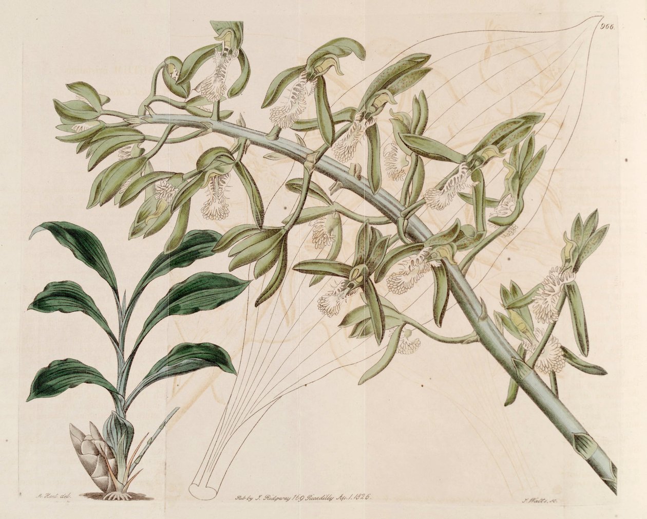 Ilustração de Catasetum cristatum de M. Hart