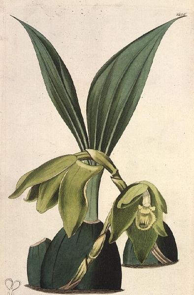 Orquídea: Maxillaria ciliaris, de M. Hart (fl.1829), publicado por I. Ridgway de M. Hart