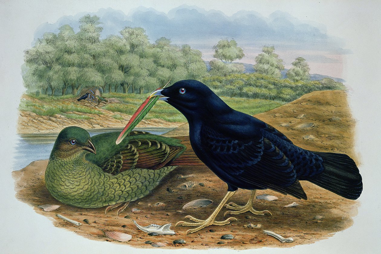 Ptilonorhyncus Violaceus, cetim Bowerbird de M. Hart
