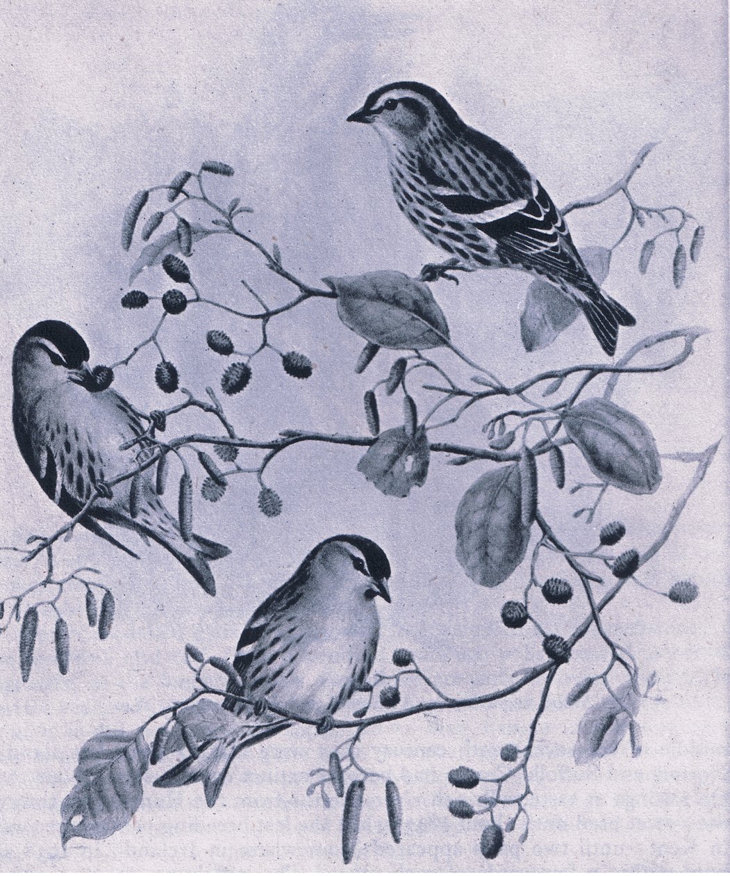 Siskins, Nature in Britain publicado por Collins, 1946 de M. Hart