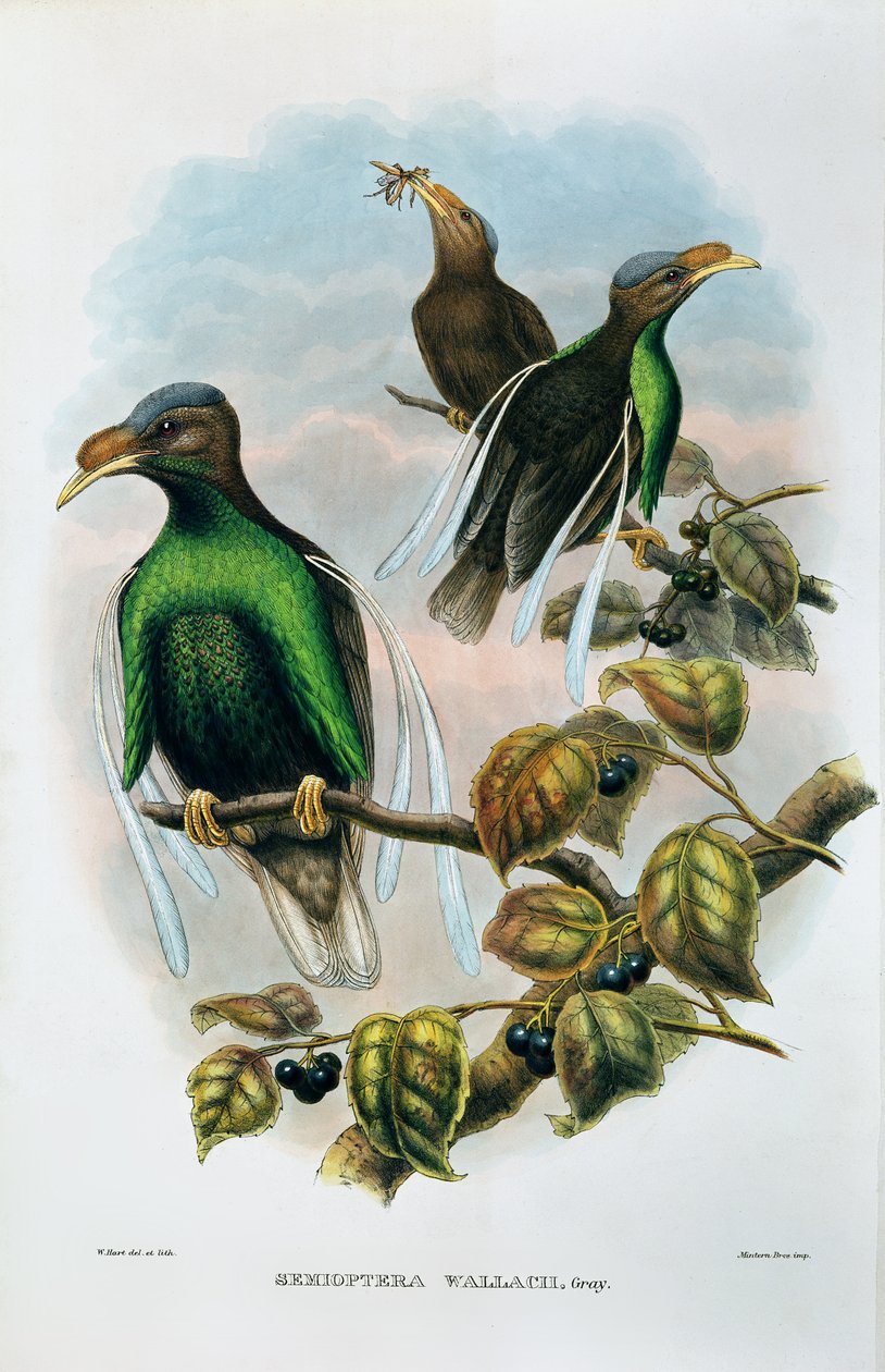 Ala padrão de Wallace Semioptera Wallecei de M. Hart
