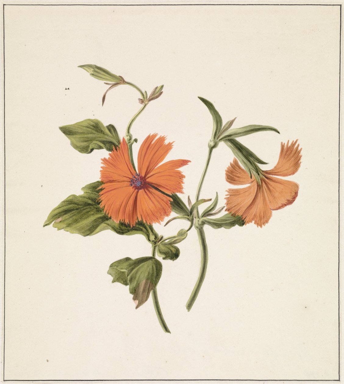 Rosas gelatinosas chinesas (Rosa Chinensis Lutea) de M. de Gijselaar