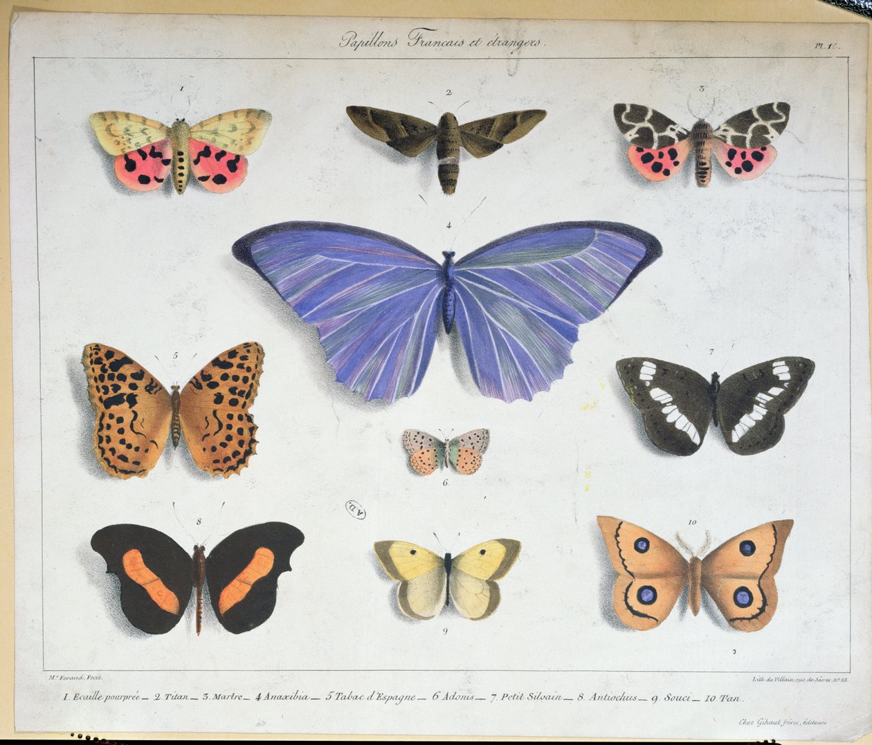 Borboletas francesas e estrangeiras, gravadas pelo vilão, c.1830-40 de Madame Feraud