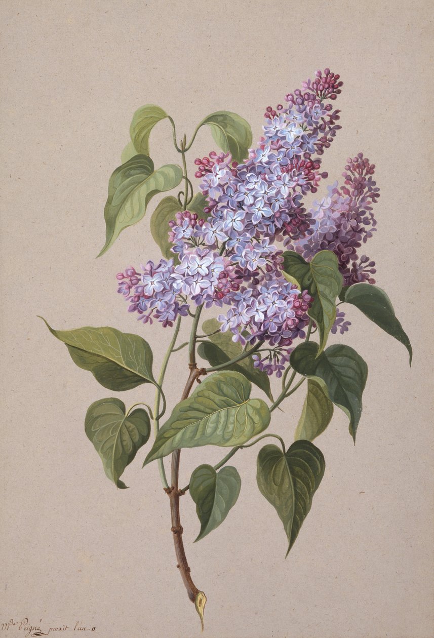 Lilás (giz preto, aguarela e papel cor de corpo) de Madame Peigne