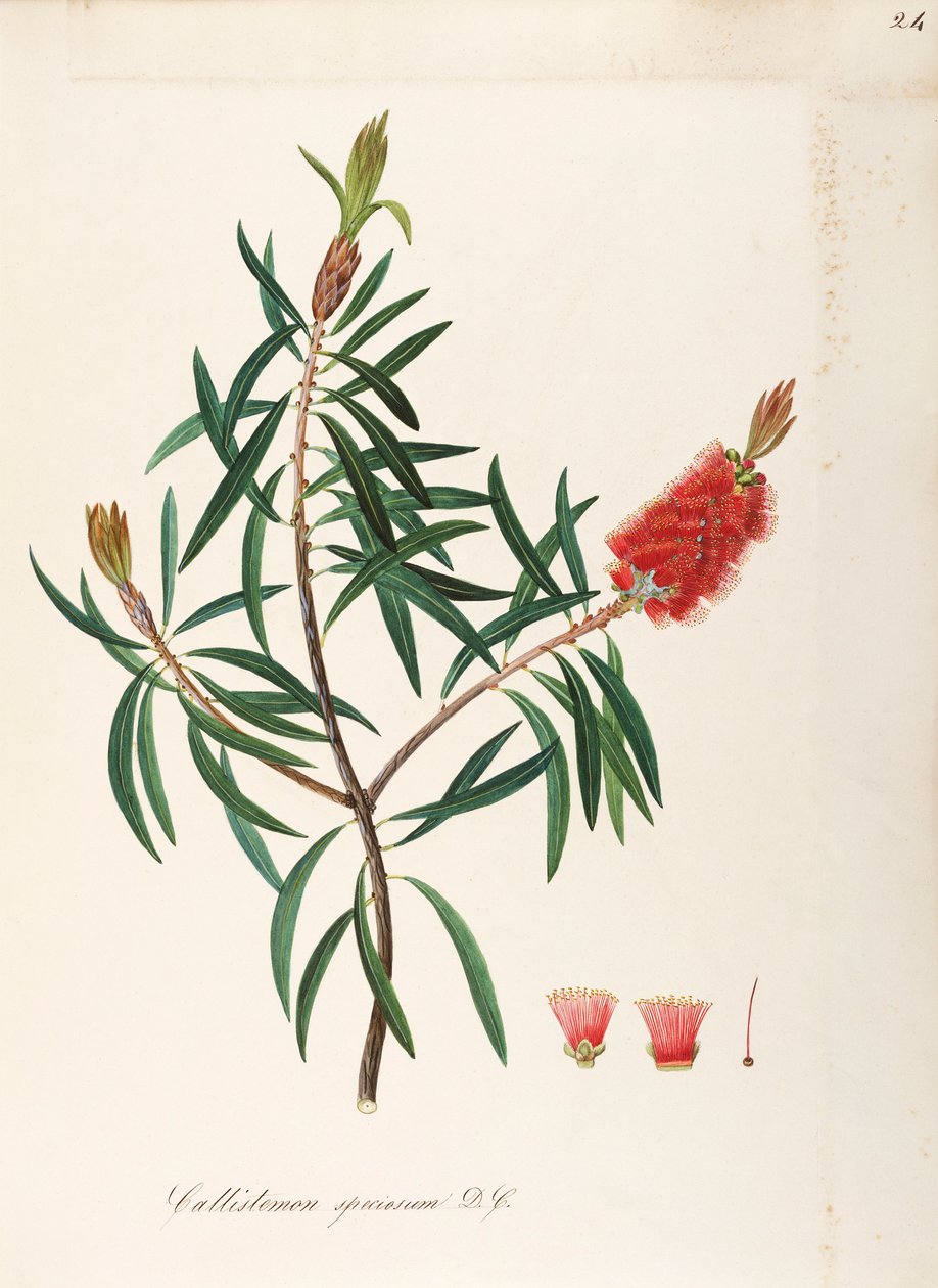 Albany Bottlebrush (Callistemon speciosum DC), Myrtaceae, Shrub com folhas persistentes, nativo da Austrália, aguarela de Maddalena Lisa Mussino