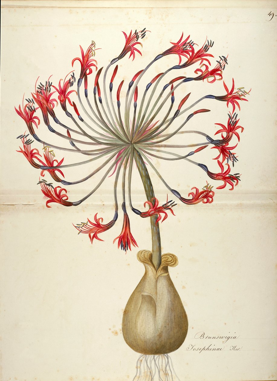 Lírio de Josephine (Brunsvigia josephinae), Amaryllidaceae por Maddalena Lisa Mussino, aquarela de Maddalena Lisa Mussino